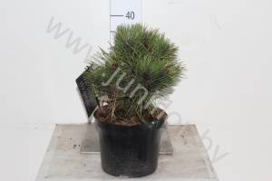 Ель Pinus Nana