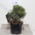 Ель Pinus Nana Ель Pinus Nana