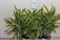Драцена Dracaena Lemon Lime