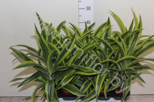 Драцена Dracaena Lemon Lime