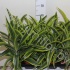 Драцена Dracaena Lemon Lime Драцена Dracaena Lemon Lime