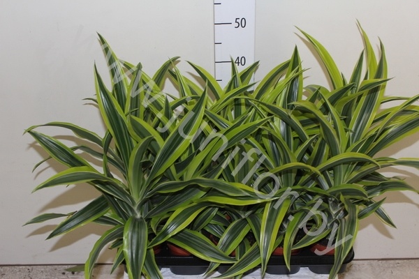Драцена Dracaena Lemon Lime
