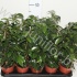 Фикус Ficus Danielle Фикус Ficus Danielle