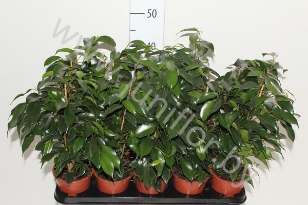 Фикус Ficus Danielle