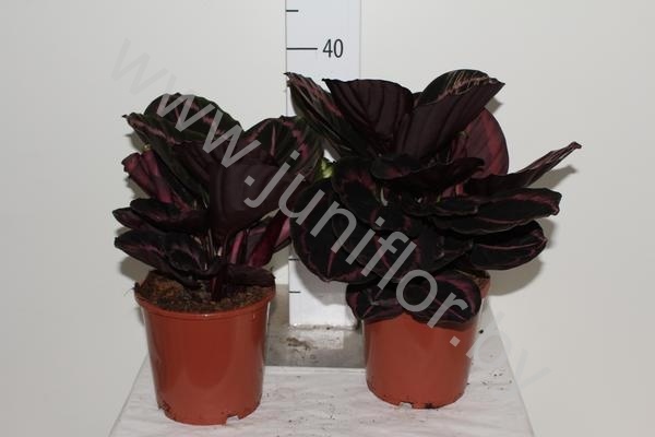 Калатея Calathea Little Princess