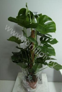 Монстера Monstera Pertusum Mosspole