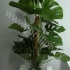 Монстера Monstera Pertusum Mosspole Монстера Monstera Pertusum Mosspole