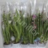 Мильтония Orchidee Miltonia Gem.3-Tak Мильтония Orchidee Miltonia Gem.3-Tak