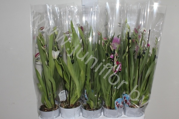 Мильтония Orchidee Miltonia Gem.3-Tak