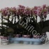 Фаленопсис Phal Kolibri Belgium 2 tak Фаленопсис Phal Kolibri Belgium 2 tak