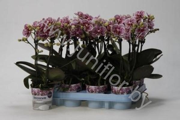 Фаленопсис Phal Kolibri Belgium 2 tak Фаленопсис Phal Kolibri Belgium 2 tak