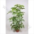 Шеффлера Schefflera Amate Шеффлера Schefflera Amate