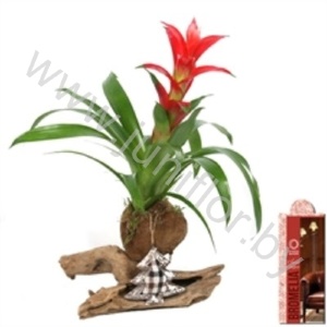 Бромелия Bromelia Op Hout Rayol 456