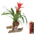 Бромелия Bromelia Op Hout Rayol 456 Бромелия Bromelia Op Hout Rayol 456