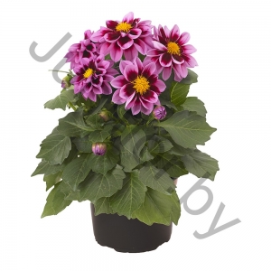 Георгина Dahlia Dahlietta Surprise Pink Bicolour