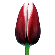 Тюльпан Stargazer