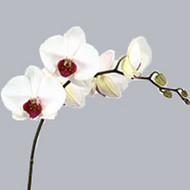 Фаленопсис Phalaenopsis Red Lips