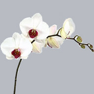Фаленопсис Phalaenopsis Red Lips