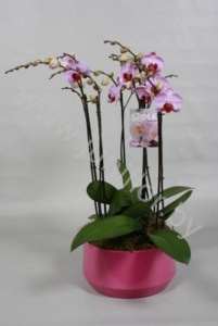 Фаленопсис 6Tak Roze Diamond Schaal