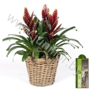 Вризея Voque Green Basket