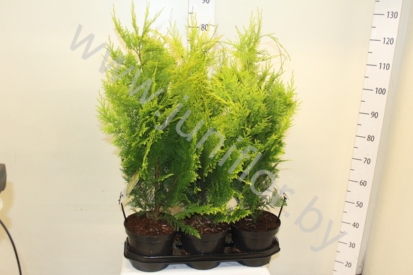 Кипарис Chamaecyparis Ivonne Кипарис Chamaecyparis Ivonne