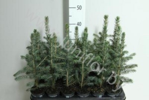 Ель Picea Omorika