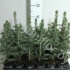Ель Picea Omorika Ель Picea Omorika