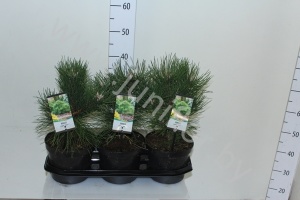 Ель Pinus Nana