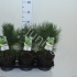 Ель Pinus Nana Ель Pinus Nana