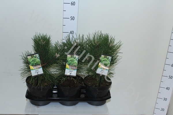 Ель Pinus Nana
