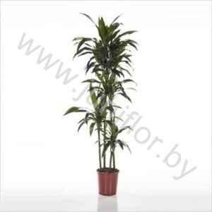 Драцена Dracaena Lisa 120-90-60-30