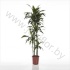 Драцена Dracaena Lisa 120-90-60-30 Драцена Dracaena Lisa 120-90-60-30