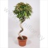 Фикус Ficus Bin Amstel King Spiraal Фикус Ficus Bin Amstel King Spiraal