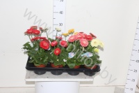 Гербера Gerbera Durora Gemengd