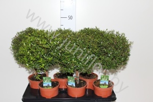 Мирт Myrtus Communis