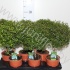 Мирт Myrtus Communis Мирт Myrtus Communis