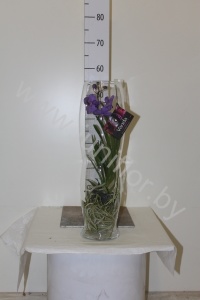Ванда Orchidee Vanda H. In Zandloper Glass