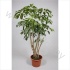 Шеффлера Schefflera Amate Шеффлера Schefflera Amate