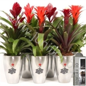 Бромелия Bromelia Urban Industry Silver+Hanger