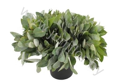 Эвкалипт Робуста Gr Euc Robusta Leafs