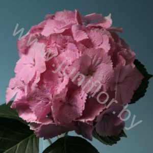 Гортензия Hydrangea Pink