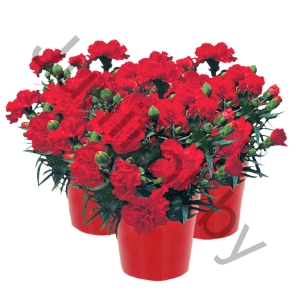 Гвоздика Dianthus Caryopyllus Lillipot Scarlet