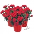 Гвоздика Dianthus Caryopyllus Lillipot Scarlet Гвоздика Dianthus Caryopyllus Lillipot Scarlet