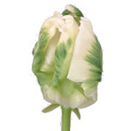 Тюльпан Super Parrot