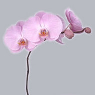 Фаленопсис Phalaenopsis Tikal