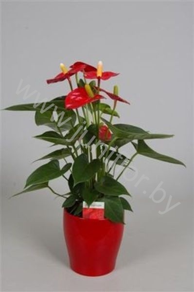 Антуриум Turenza In Keramiek