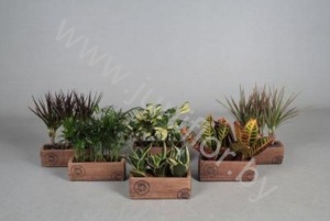 Микс Happy Family In Woodlook Keramiek