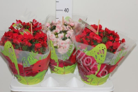 Бегония Betulia