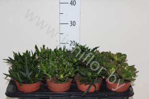 Суккулент Cites Crassula Sedu