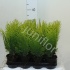 Кипарис Chamaecyparis Stardust Кипарис Chamaecyparis Stardust
